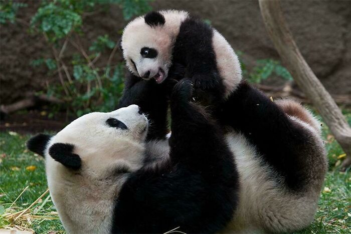 Giant panda and cub playfully interacting in a natural setting, showcasing adorable animal behavior facts.