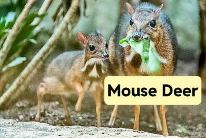 Two mouse deer in a forest setting, one eating leaves, showcasing unique and awesome facts about animals.