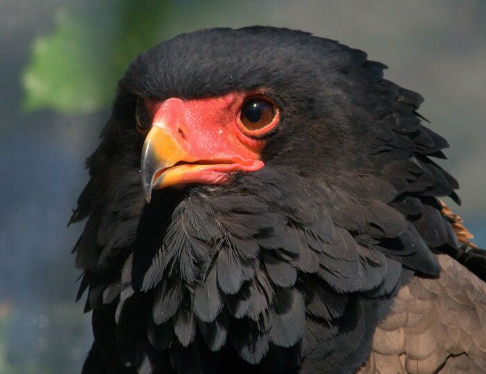 Close-up of a black bird with a bright orange beak and detailed feathers, showcasing awesome facts about animals.