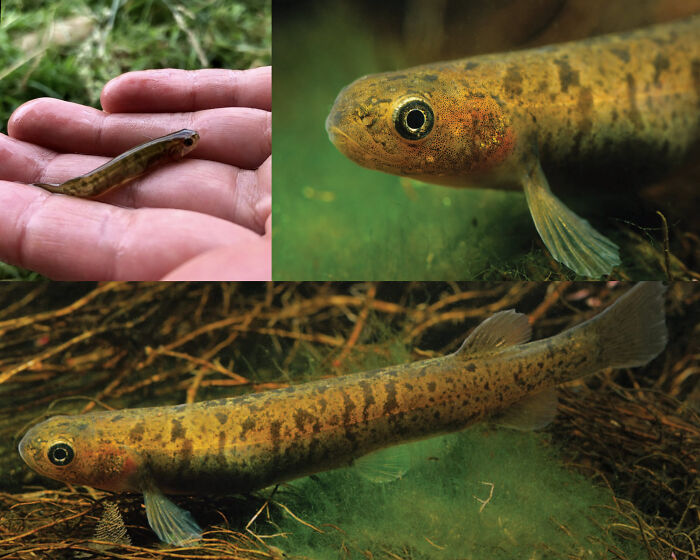 Close-up images of a small fish in hand and underwater, showcasing unique animal facts and wildlife details.