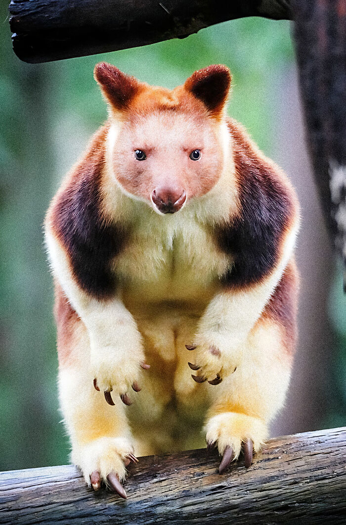 Tree kangaroo with sharp claws perched on a branch, showcasing unique animal features and nature's diversity.