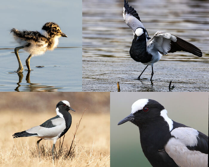 Collage of black and white birds with a chick in natural habitats, showcasing interesting facts about animals and wildlife.