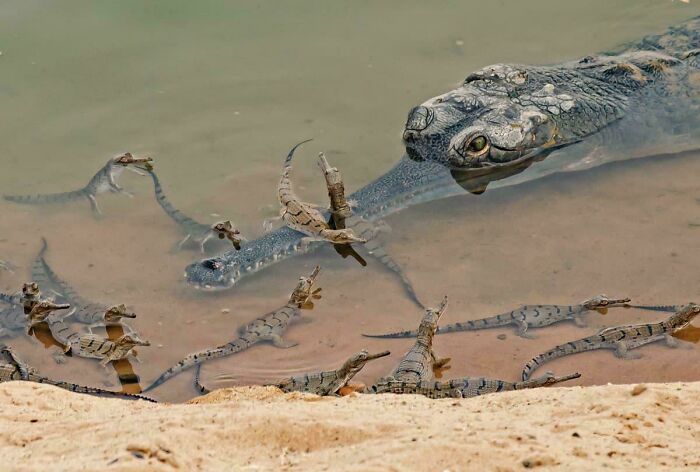 Group of baby crocodiles swimming near a large crocodile in shallow water, showcasing awesome facts about animals.