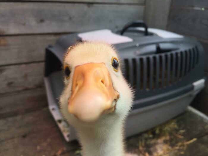 Primer plano de un pato haciendo un selfie divertido y adorable en un espacio cerrado, mostrando personalidad animal encantadora.