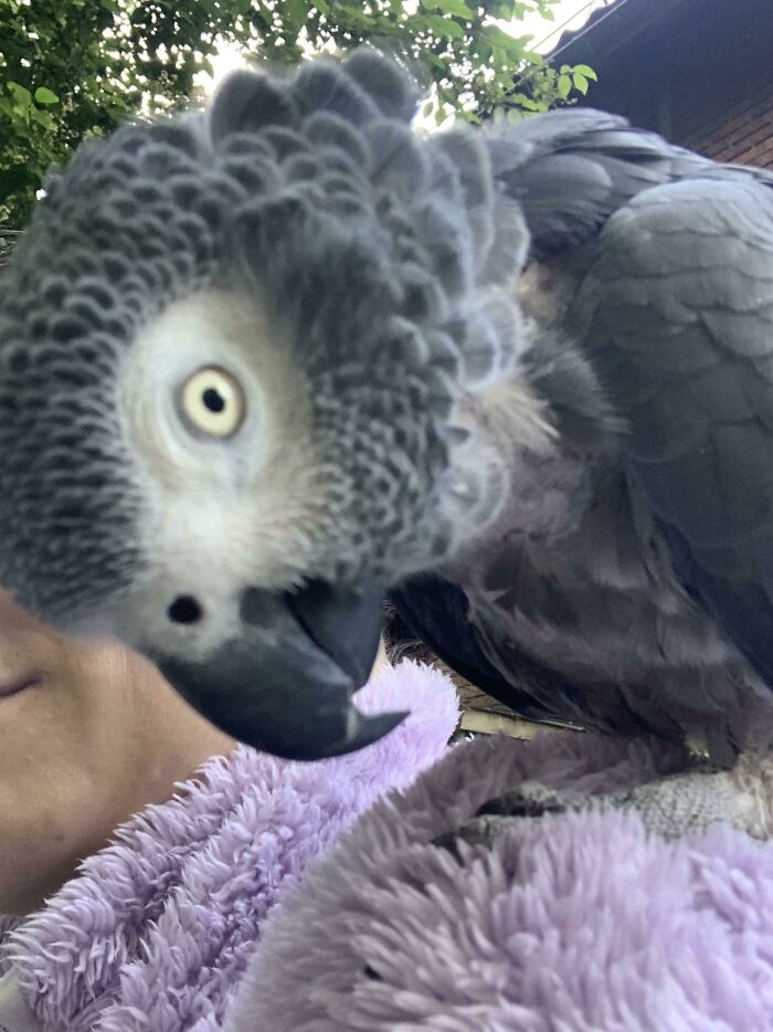 Close-up of a curious parrot perched on a purple fabric, showcasing animals who can take a better selfie than you.
