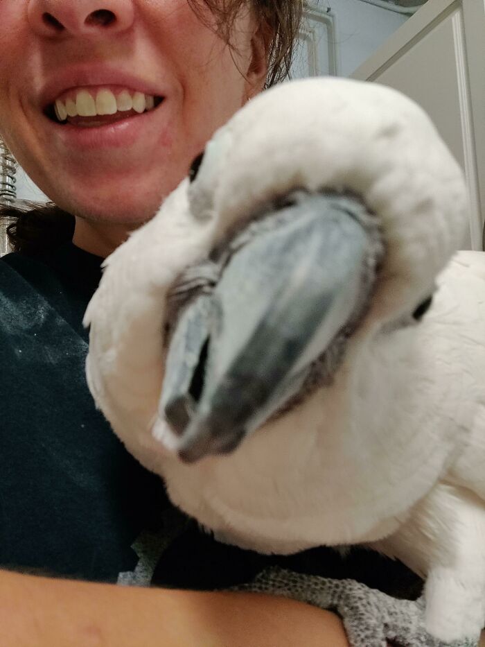 Close-up selfie of a white parrot with a smiling person in the background, showcasing animals taking better selfies.