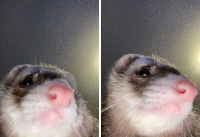 Close-up selfie of a ferret showcasing one of the 105 animals who can take a better selfie than you ever will.