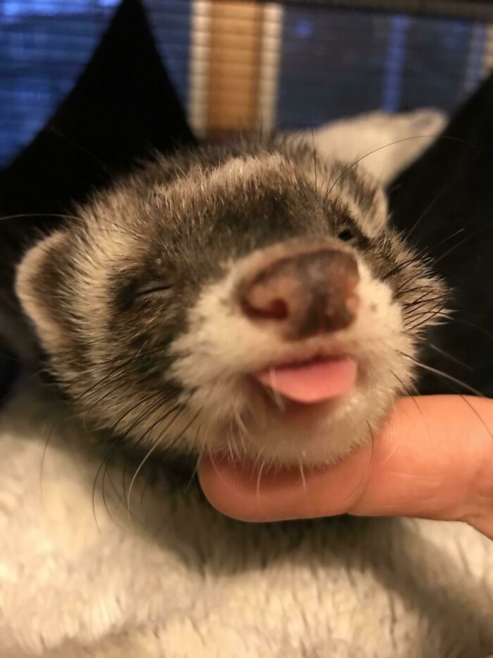 Close-up of a playful ferret sticking out its tongue, one of the animals who can take a better selfie than you.