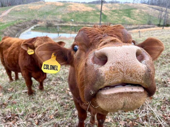 Close-up selfie of a curious cow with another cow in the background in a rural grassy field setting.