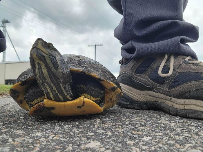 Turtle on pavement next to a person's shoe, showcasing animals who can take a better selfie than you.