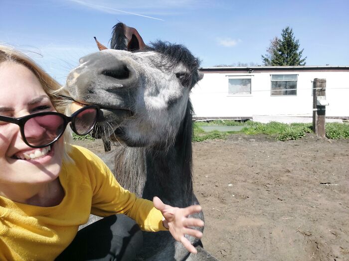 Woman in yellow sweater smiling as a horse playfully bites her sunglasses in a fun animal selfie outdoors.