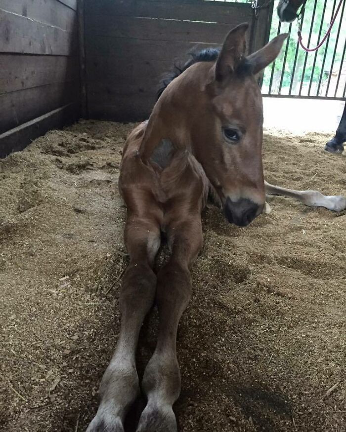 Young horse lying down in a stable, showcasing one of the animals who can take a better selfie than you ever will.