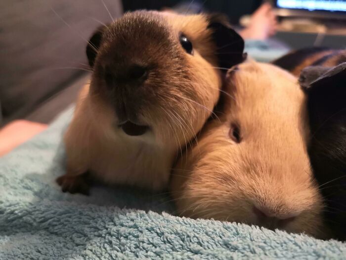 Close-up of two guinea pigs lying on a blue towel, showcasing animals who can take a better selfie than humans.