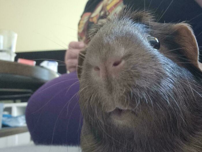 Close-up selfie of a guinea pig with whiskers and shiny eyes, showcasing animals who can take a better selfie than you.