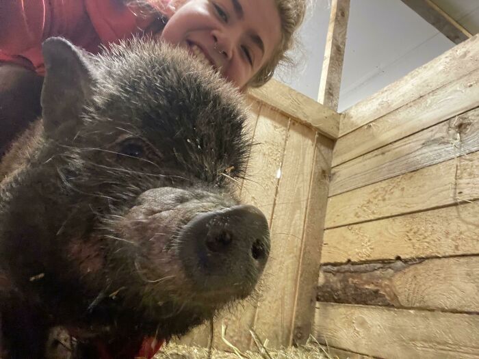 Close-up selfie of a person smiling with a pig in a rustic wooden pen showcasing animals who can take better selfies.