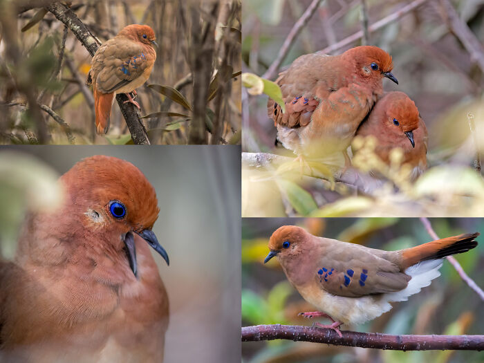 Collage of vibrant brown and orange birds with blue markings, highlighting unique animal facts in their natural habitat.