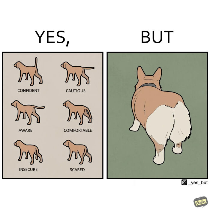 Comic panel showing different dog postures labeled with emotions on the left and a corgi's back on the right, funny yes but comics.