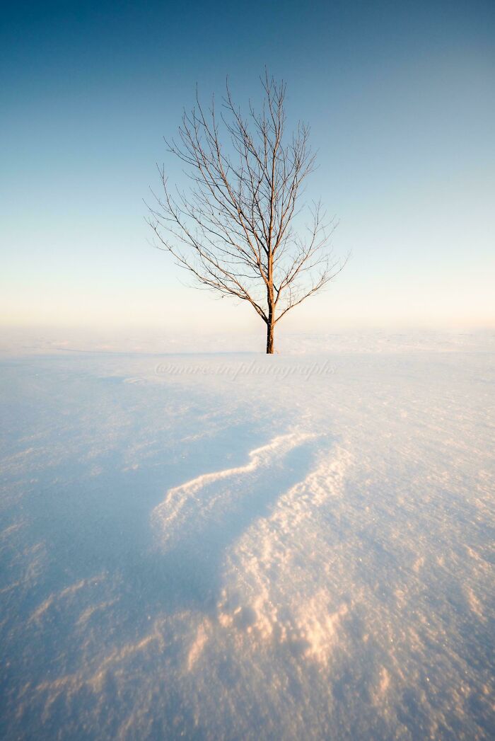 Bare tree standing alone in a snowy field at sunrise, showing an amazing view of our world from a new perspective.