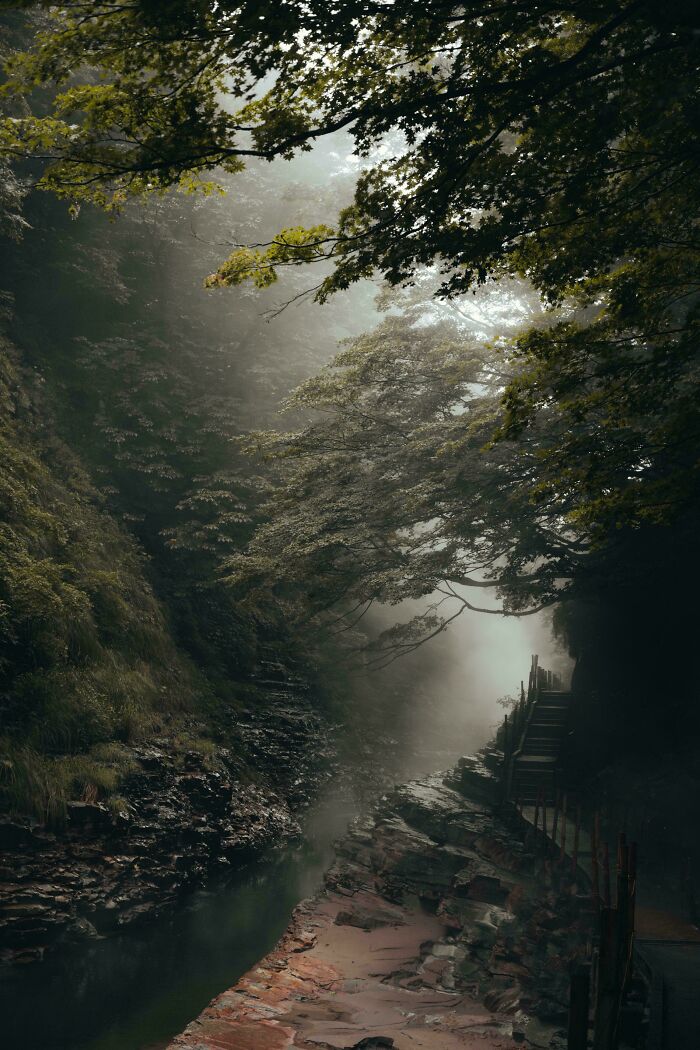 Misty forest scene with a rocky river and wooden walkway, showing our world from a completely different perspective.