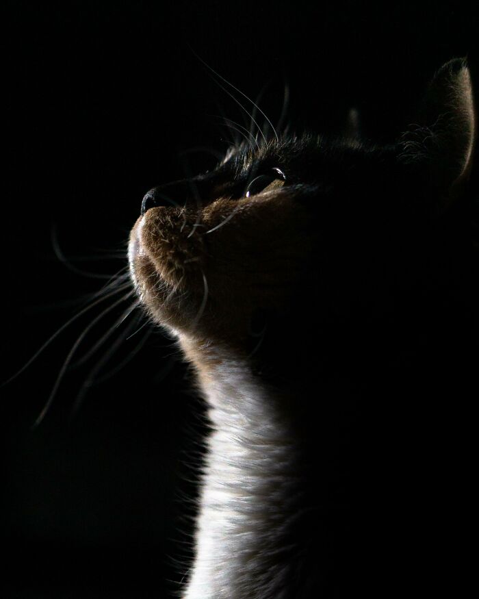 Close-up of a cat’s face in low light capturing an amazing perspective of our world with detailed whiskers and fur.