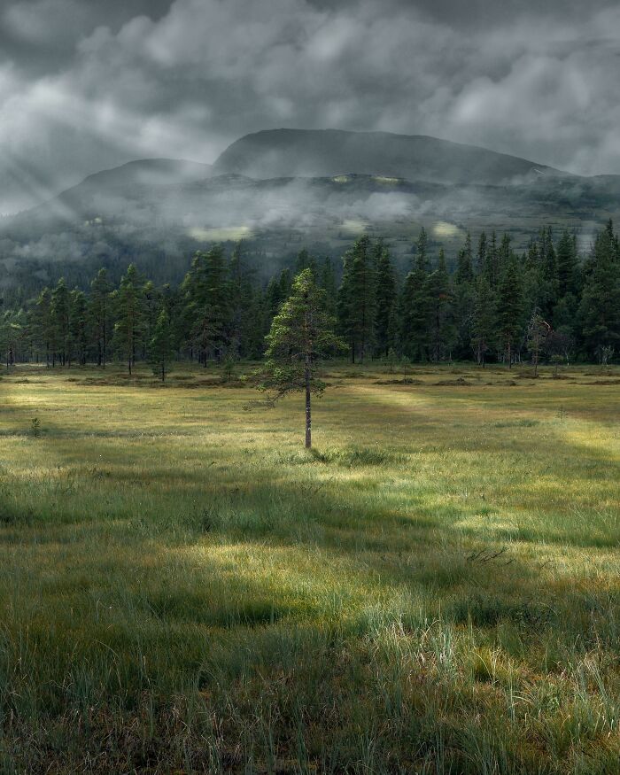 Solitary tree in a misty forest clearing with mountains in the background showing nature from a different perspective.