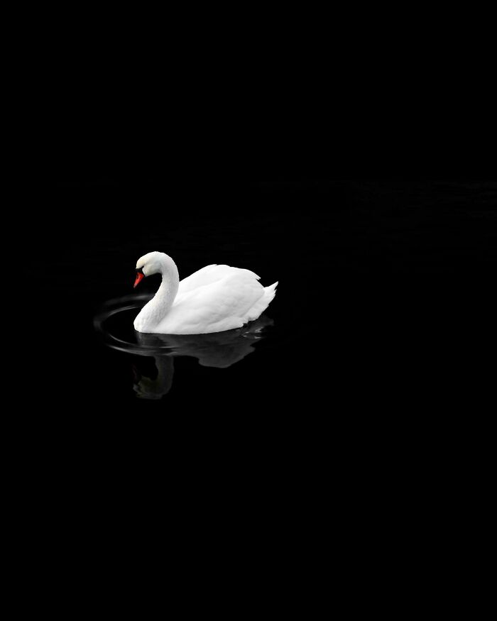 White swan gliding on black water, showcasing an amazing pic of our world from a completely different perspective.