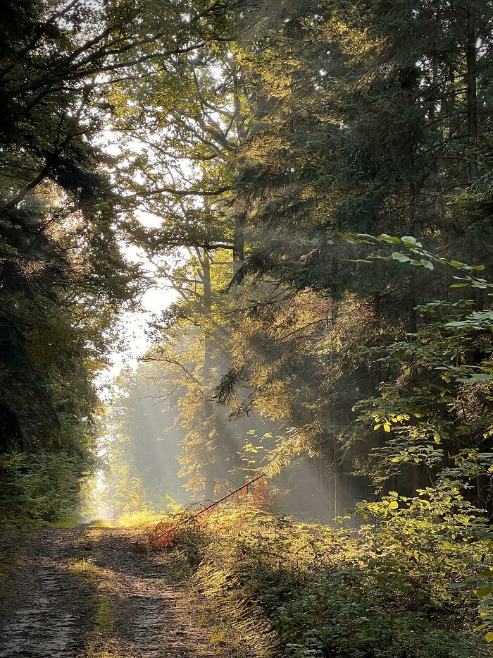 Sunlight streaming through trees on a forest path, showcasing an amazing view of nature from a different perspective.