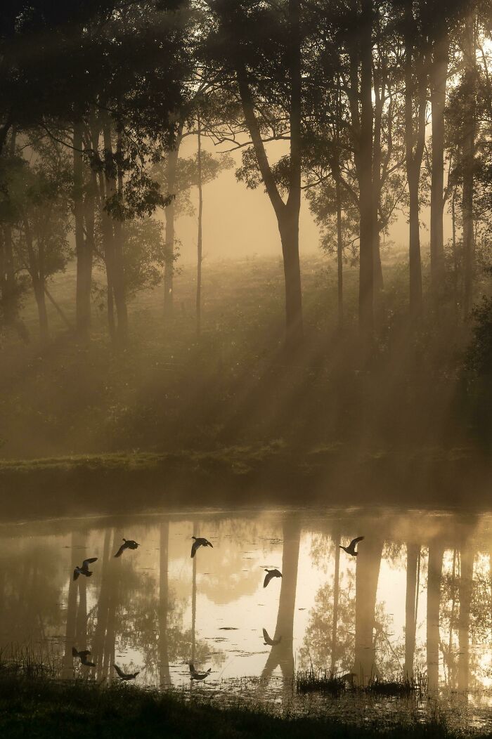 Misty forest with sunlight streaming through trees and birds flying over a reflective pond, showcasing a unique world perspective.