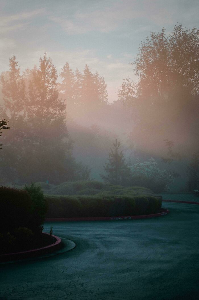 Foggy morning landscape with trees and winding road offering a unique perspective of our world.