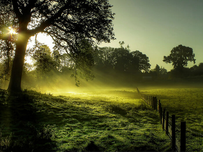 Sunlight streaming through large tree branches over a misty green field showing a different perspective of nature.