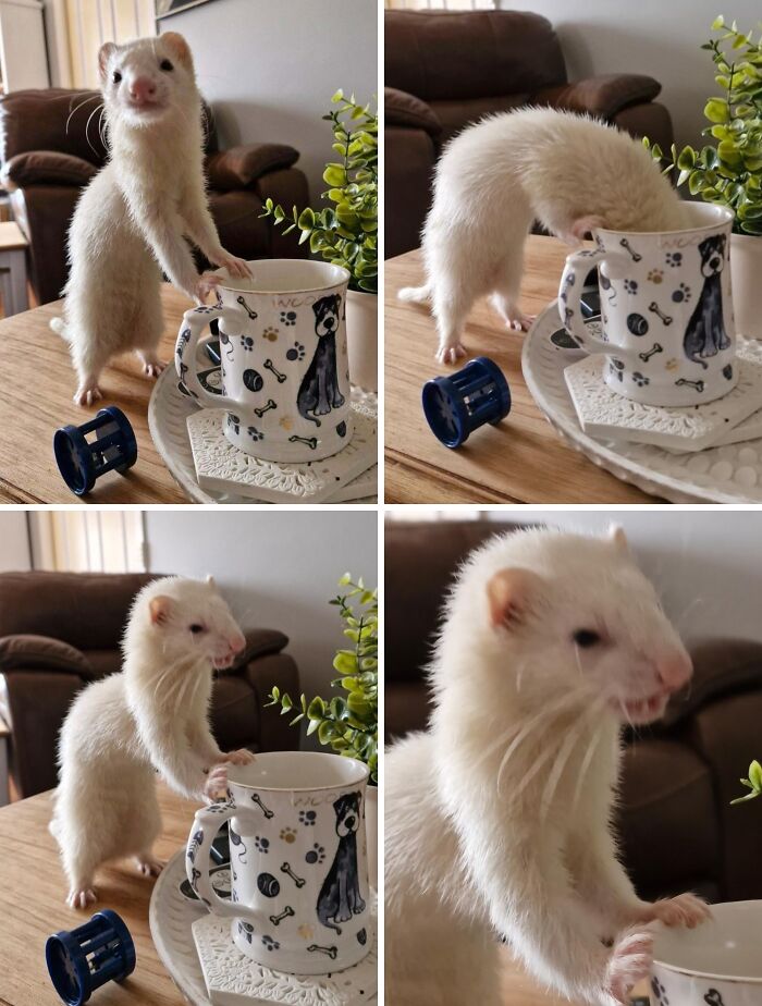 White ferret exploring a coffee table and mug, illustrating the challenge of pets invading personal space at home.