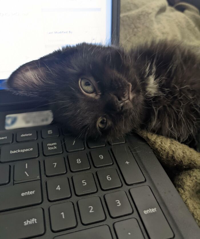 Black kitten laying on a laptop keyboard, showing how getting a pet means losing personal space while working.
