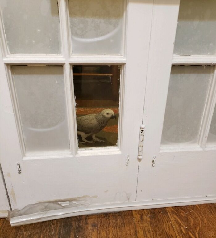 Parrot standing behind damaged door glass, showing how getting a pet can impact personal space in funny new pics.