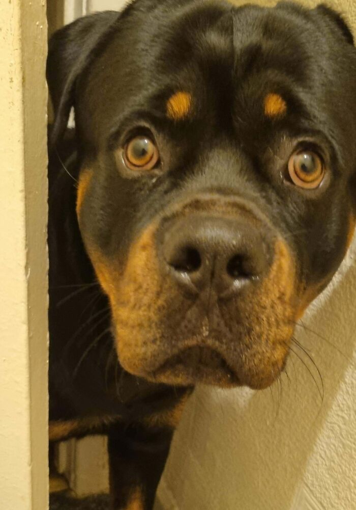 Close-up of a large dog peeking through a narrow space, showing the challenge of saying goodbye to personal space with pets.
