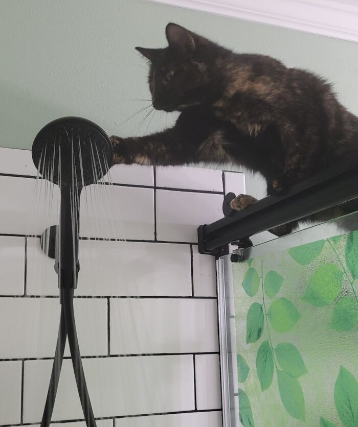 Cat perched on shower door frame reaching out to touch water from showerhead in a pet and personal space moment.