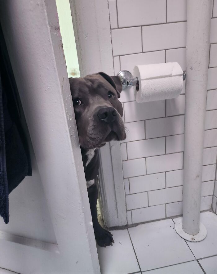 A dog peeks through a partially open bathroom door, showing how pets affect personal space at home.