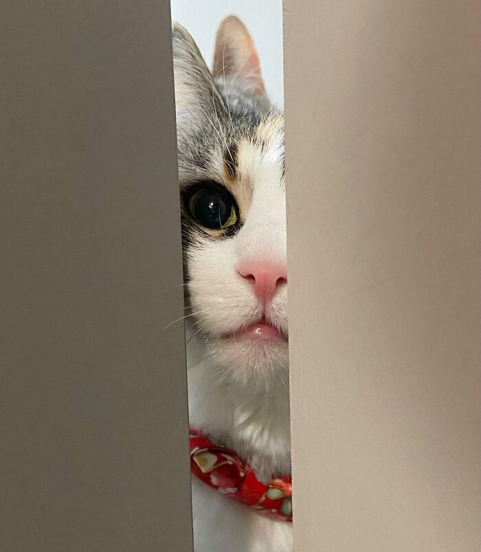 Curious cat peeking through a narrow gap, showing how pets can take over personal space unexpectedly.