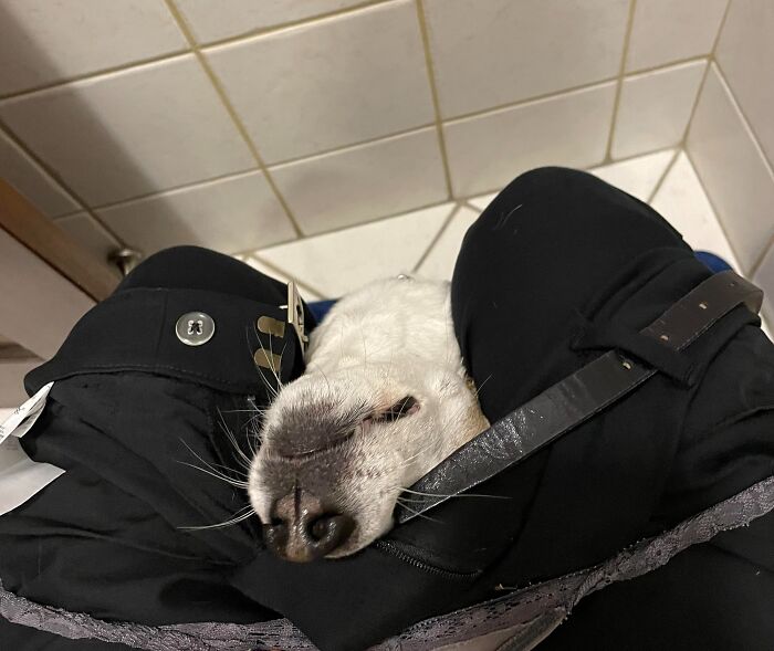 A dog nestled between a person's legs in a bathroom, illustrating how pets take away personal space.