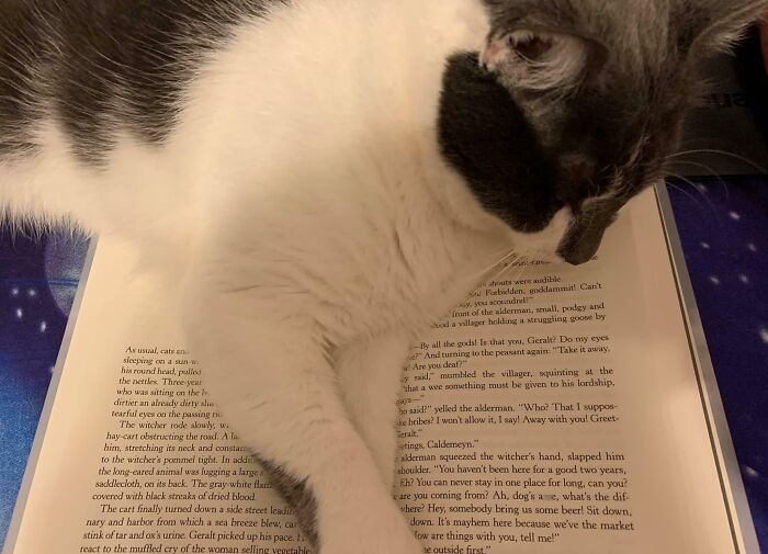 Cat lying on an open book, showcasing how pets affect personal space with their close company.