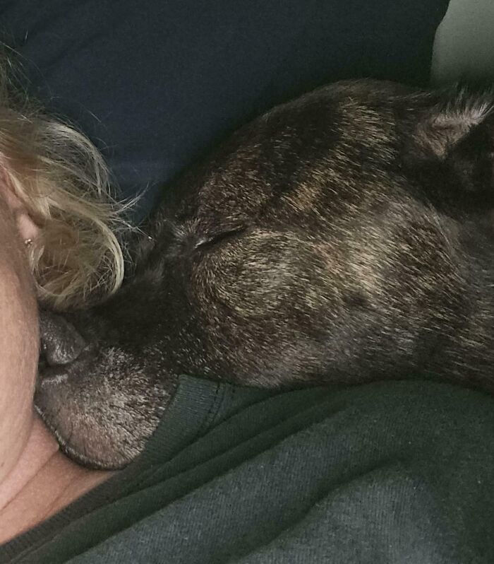 Brindle dog cuddling closely to owner, showing how getting a pet means saying goodbye to personal space.