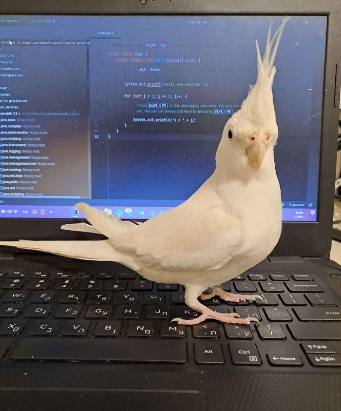 White pet bird standing on a laptop keyboard, illustrating moments when people lost personal space after getting a pet.