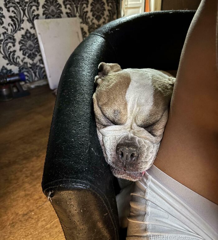 Bulldog sleeping with face pressed against person’s leg on black armchair, showing lack of personal space with pet.