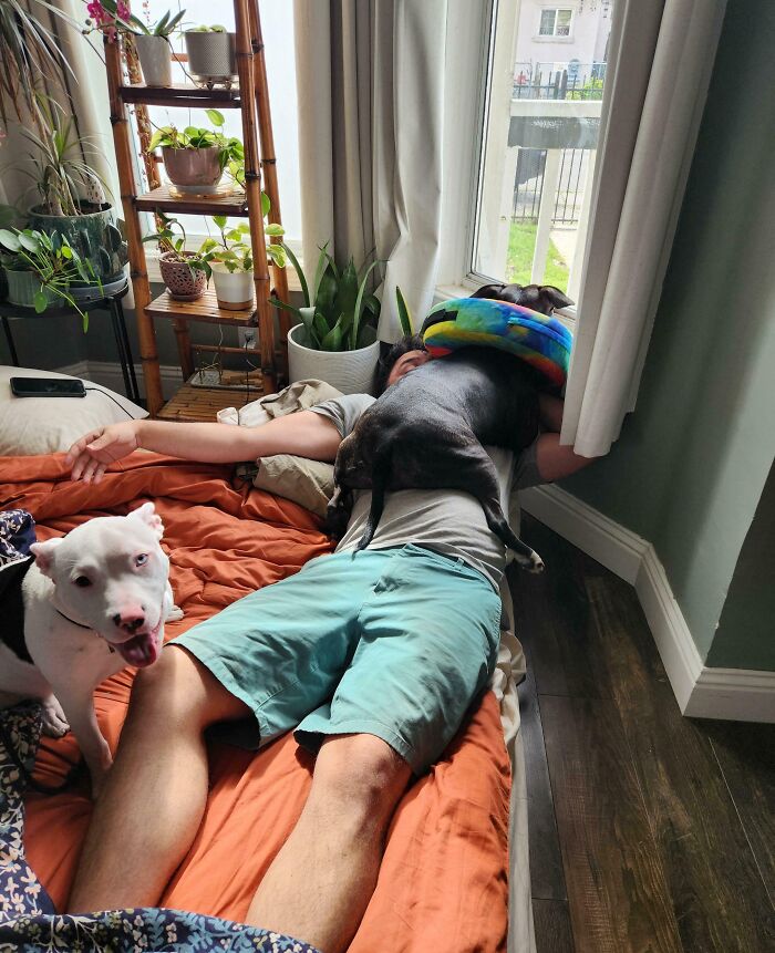 Man lying on a bed with one dog sitting on his chest and another dog nearby, showing pets invading personal space.