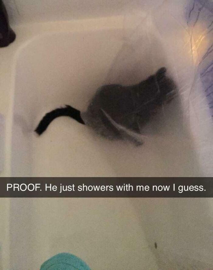 Cat sitting in a bathtub under running water showing how pets make people say goodbye to personal space.