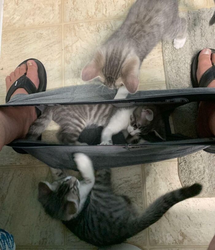 Three playful kittens invading personal space inside and around a person's pants legs on a tiled floor.