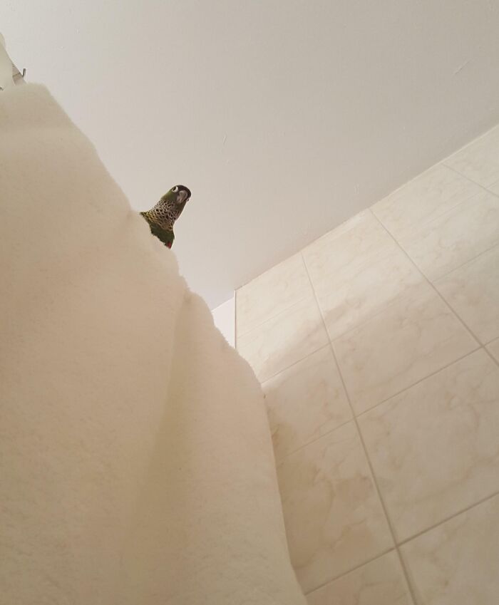 Small pet bird peeking over a shower curtain, showing how pets take over personal space at home.
