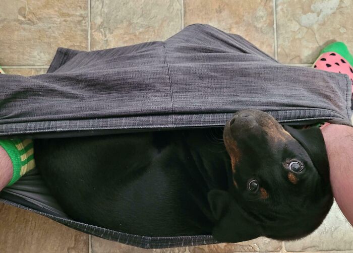 Black dog curled up tightly inside pants between owner’s legs showing pet and personal space struggle.