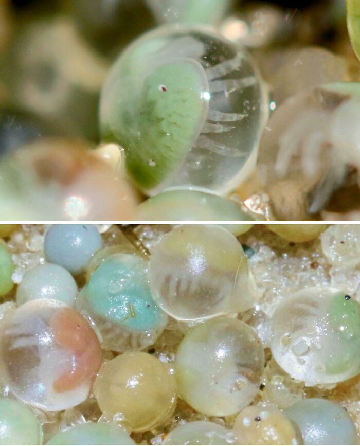 Close-up of translucent animal embryos inside eggs, showcasing unique textures and colors in nature’s fascinating animal facts.