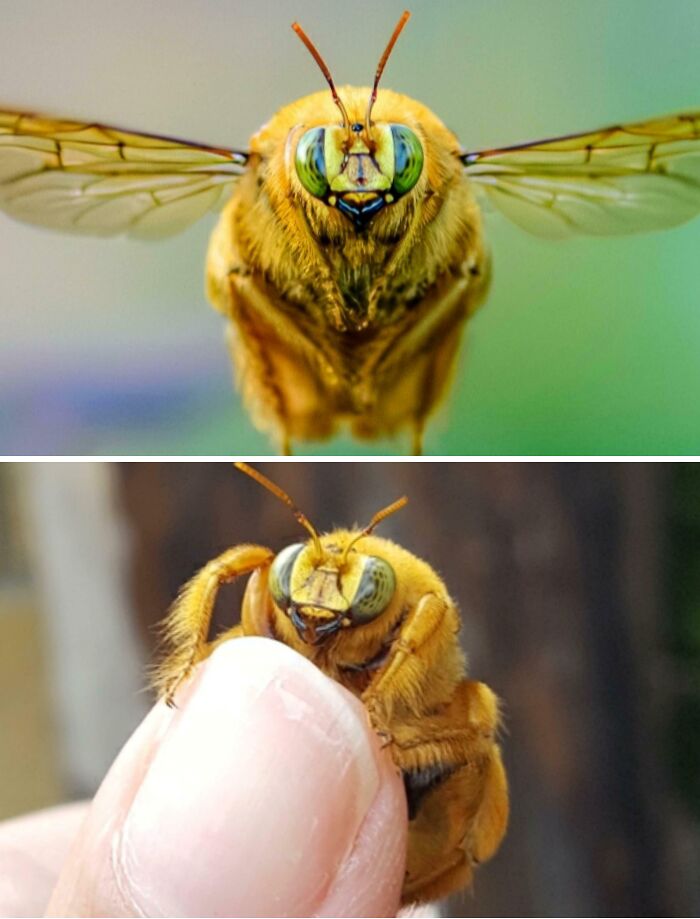 Close-up of a golden bee with green eyes showcasing unique animal facts from 100 awesome facts about animals.