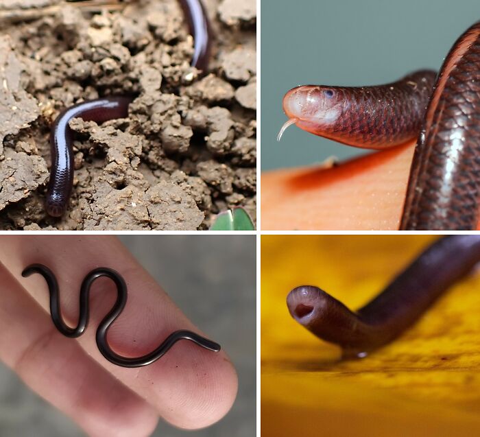 Various close-up images of worm-like animals showcasing unique features from a collection of awesome animal facts.
